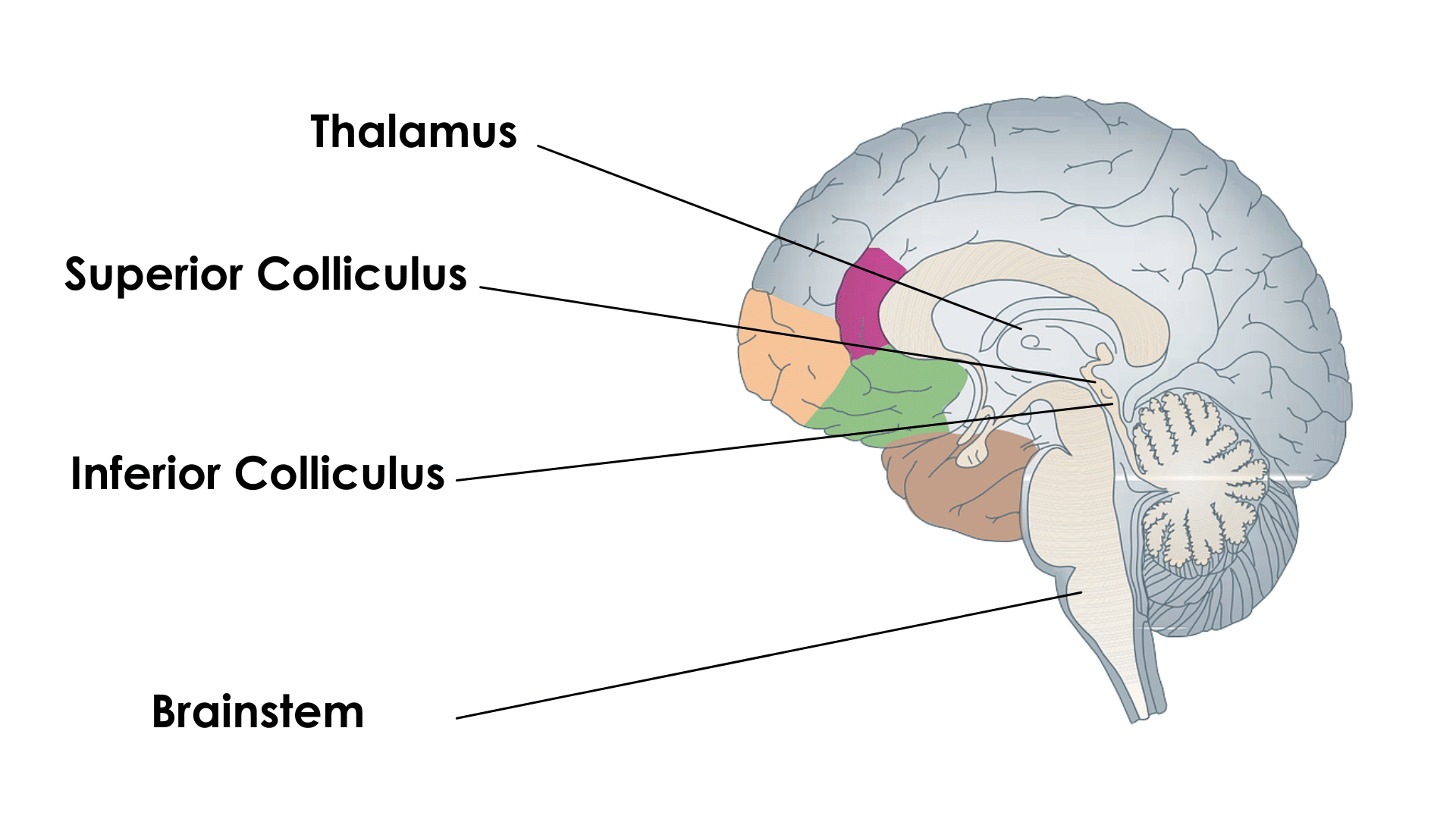 Inferior Colliculus Inferior Colliculus